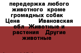  передержка любого животного, кроме громадных собак › Цена ­ 250 - Ивановская обл. Животные и растения » Другие животные   